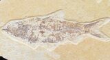 Multiple Knightia Fossil Fish Plate - x #42407-2